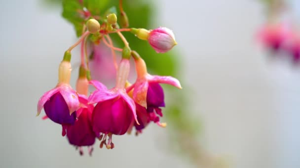 Gotas de orvalho em pétalas de flor rosa — Vídeo de Stock