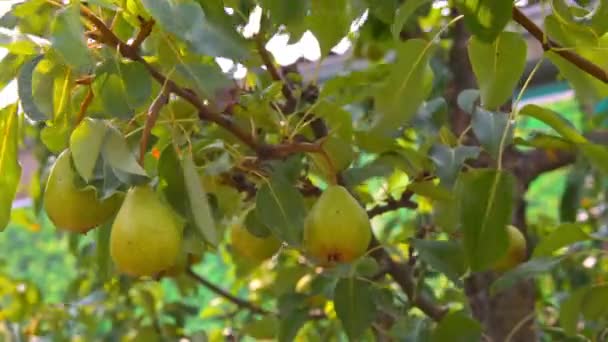 Frutos de pera colgados de un árbol que se mueve en el viento — Vídeo de stock