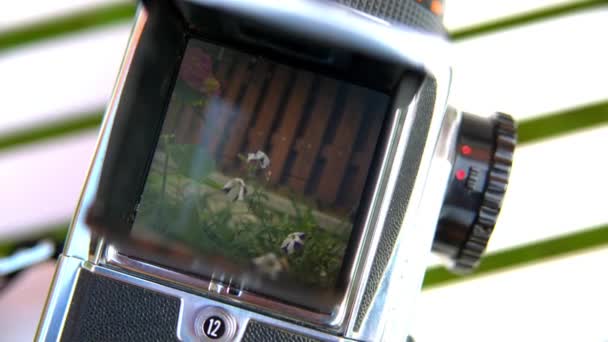 Цветок в объективе камеры, Hasselblad — стоковое видео