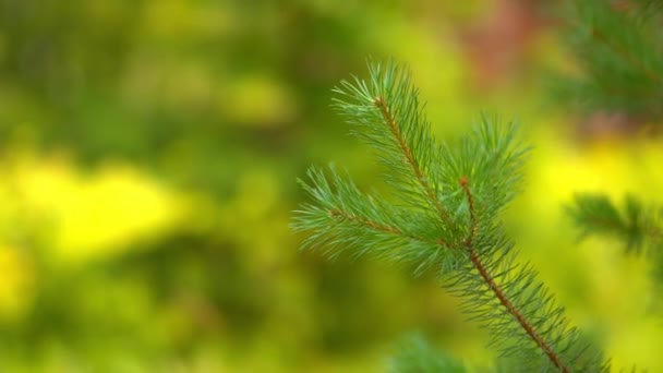 Spruce branch sways in the wind — Stock Video