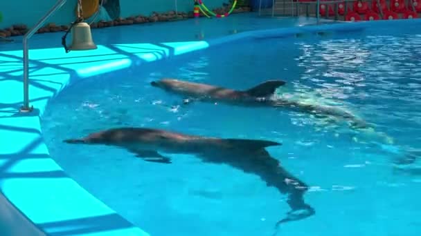 在 dolphinariums 中的海豚，海豚嬉戏 — 图库视频影像