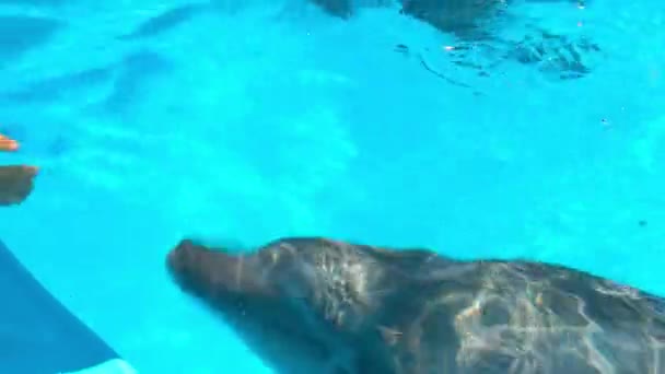 Dolphins in dolphinariums, dolphins frolic — Stock Video