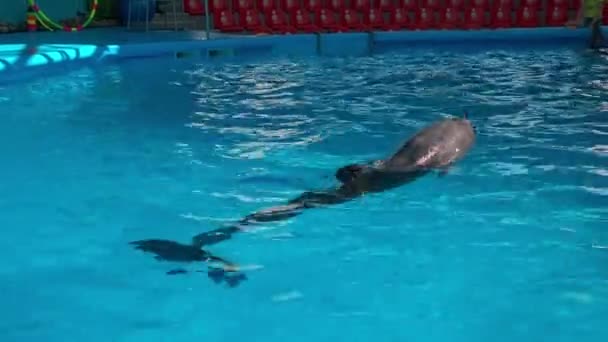 Dolfijnen in het Dolfinarium, dolfijnen stoeien — Stockvideo