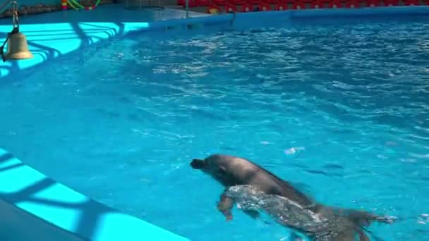 Dolphins in dolphinariums, dolphins frolic — Stock Video