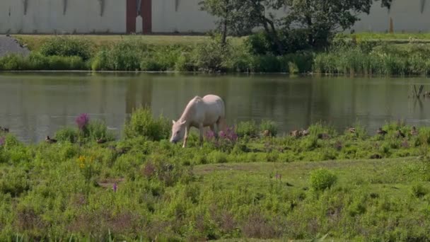 Hästar betar i soligt väder — Stockvideo