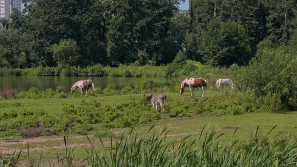 Pferde grasen bei sonnigem Wetter — Stockvideo