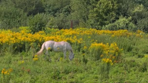 Pâturage des chevaux par temps ensoleillé — Video