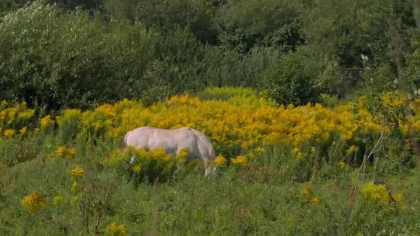 Hevoset laiduntavat aurinkoisella säällä — kuvapankkivideo