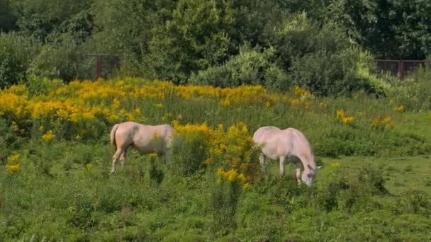 在阳光明媚的天气吃草的马 — 图库视频影像