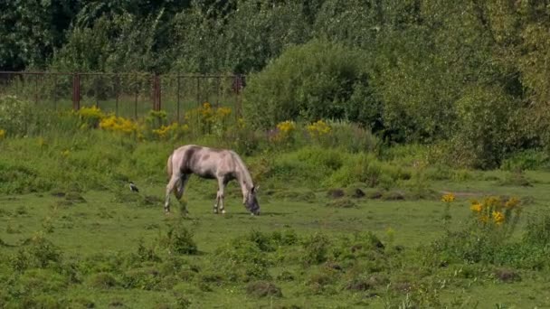 Pâturage des chevaux par temps ensoleillé — Video