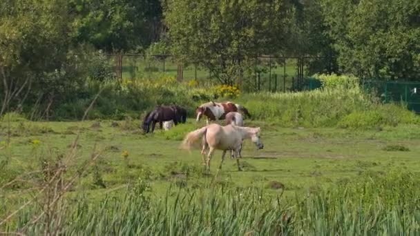 Hästar betar i soligt väder — Stockvideo