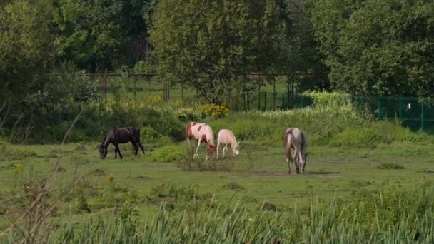 Konie, wypas przy słonecznej pogodzie — Wideo stockowe