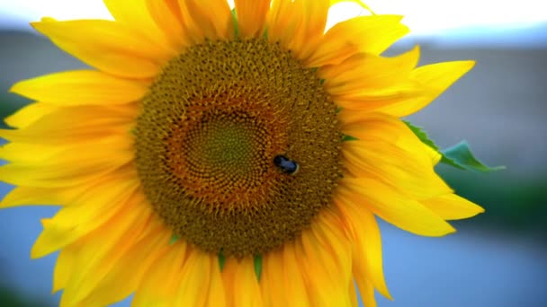 Bee prochází podél krásné slunečnice. — Stock video