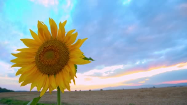 Girassol no fundo do céu ao pôr do sol — Vídeo de Stock