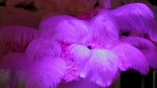Feestelijke zaal is versierd met veren en bloemen — Stockvideo