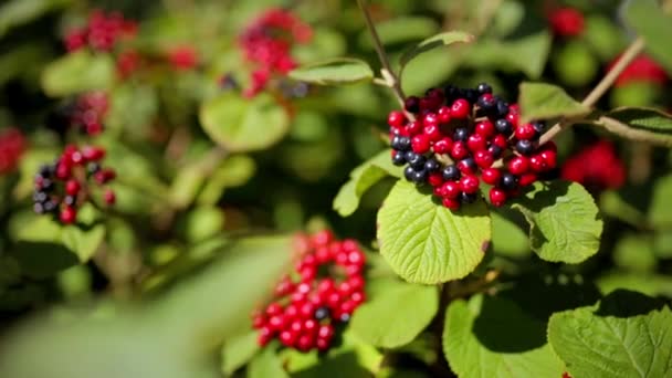 茂みに赤と黒の果実 — ストック動画