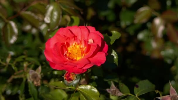 Bourgeon fleur rouge avec des gouttes de rosée sur un fond d'herbe — Video