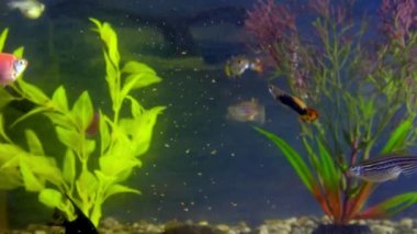 Akvaryum balıkları ağır çekimde yüzer.