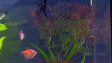 Akvaryum balıkları algler arasında yüzer.