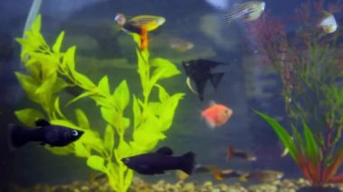 Akvaryum balıkları algler arasında yüzer.