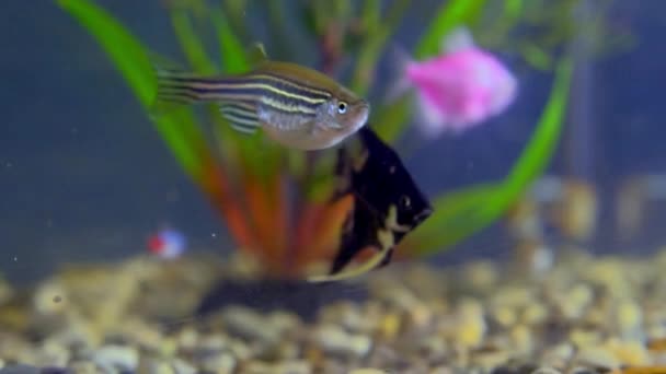 Aquarium fish swim in slow motion — Stock Video