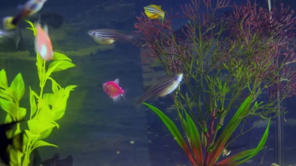 Les poissons d'aquarium nagent parmi les algues — Video