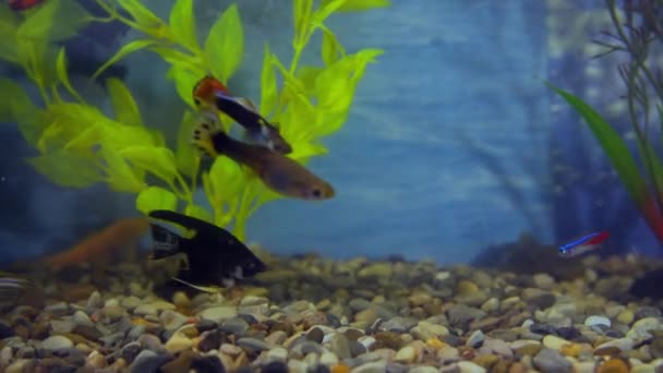 Aquarium fish swim among the algae — Stock Video