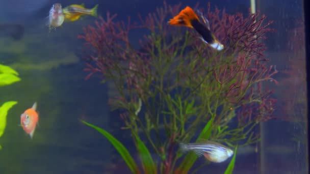 Akvariefiskar simmar bland algerna — Stockvideo