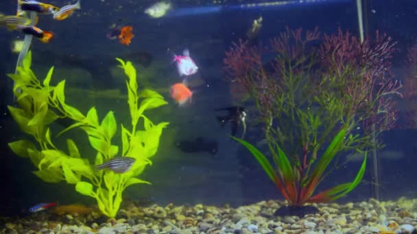 Akváriumi halak úsznak az algák között — Stock videók