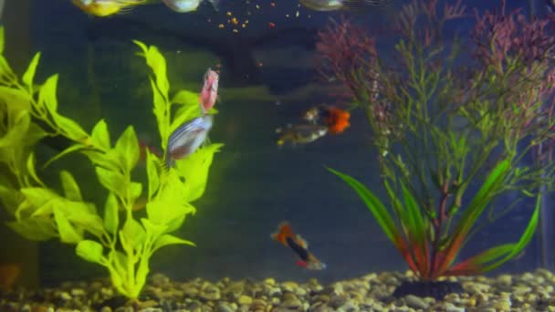 Ryby akwariowe pływają wśród glonów — Wideo stockowe