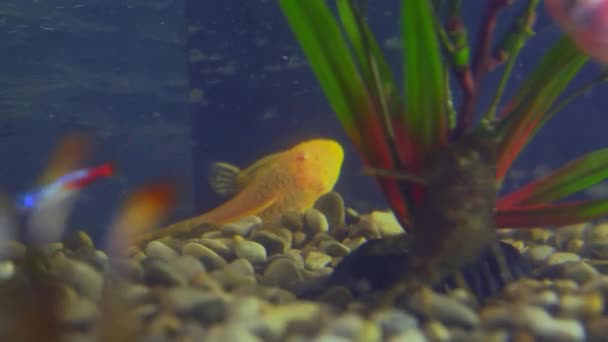 Aquariumvissen zwemmen tussen de algen — Stockvideo