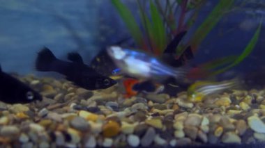 Akvaryum balıkları algler arasında yüzer.