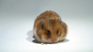 Hamster yanaklarını ağır çekimde yemekle dolduruyor.