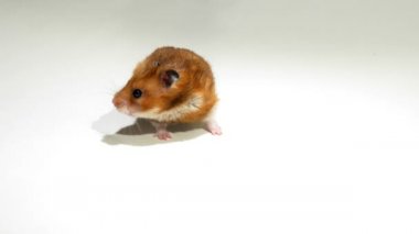 Yanaklarını yiyecekle dolduran hamster.