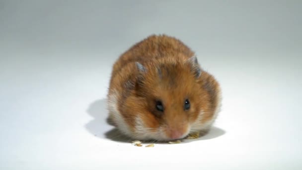 Hamster yanaklarını ağır çekimde yemekle dolduruyor. — Stok video