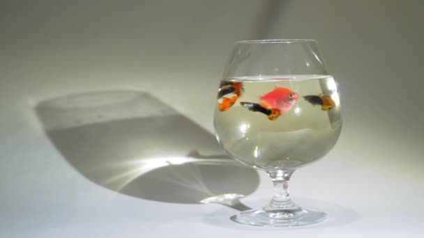 Акваріумна риба плаває в склянці, гуппі, повільний мотін — стокове відео