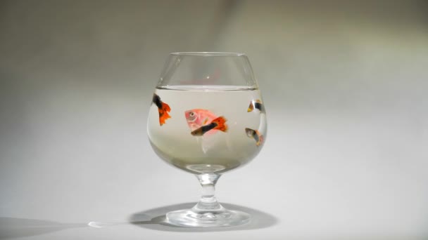 Akváriumi halak úsznak egy pohárban — Stock videók