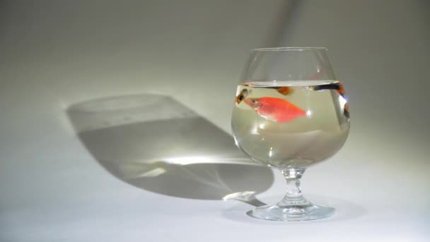Акваріумна риба плаває в склянці — стокове відео