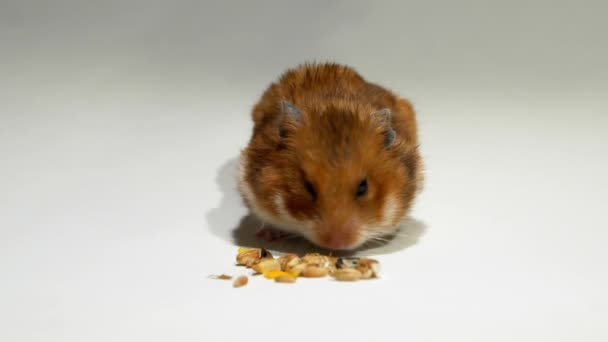 Hamster stuffing his cheeks with food slow motion — Stock Video