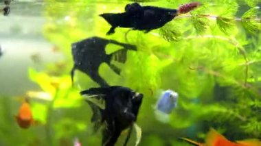 Akvaryum Ternetia Glo mavi ışıkta yüzüyor