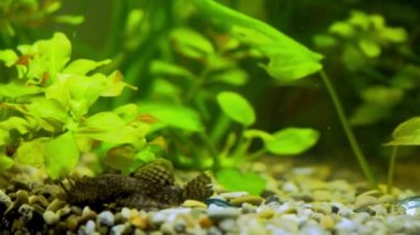Catfish ancistrus akvaryumda yüzer.