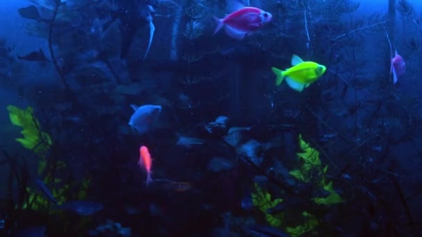 Aquarium Ternetia Glo drijft in blauw licht — Stockvideo
