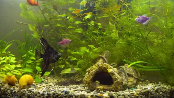 Aquarium Ternetia Glo drijft in blauw licht — Stockvideo