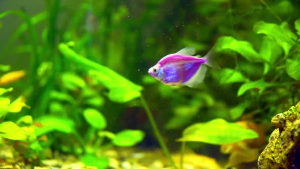 Aquarium Ternetia Glo drijft in blauw licht — Stockvideo