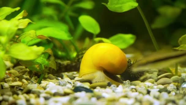 Catfish ancistrus swims in the aquarium — Stock Video