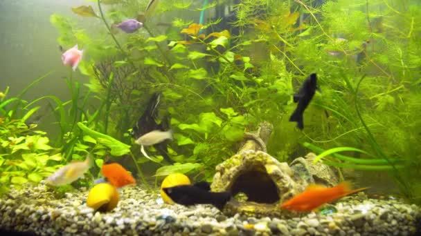 Aquarium Ternetia Glo drijft in blauw licht — Stockvideo