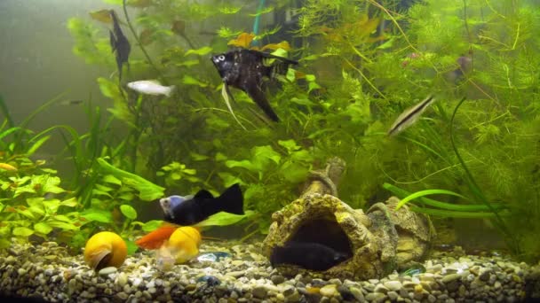 Aquarium Ternetia Glo drijft in blauw licht — Stockvideo