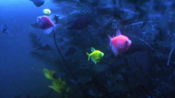 Aquarium Ternetia Glo drijft in blauw licht — Stockvideo