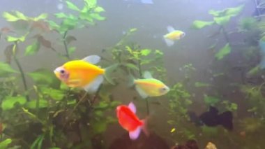 Akvaryum balığı akvaryumda yüzer.