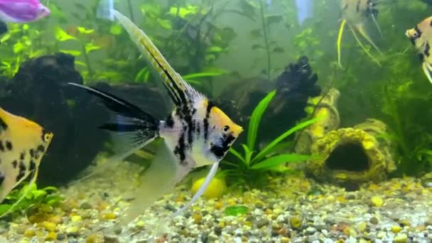 Акваріумні риби, скальпи плавають в акваріумі . — стокове відео